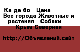 Ка де бо › Цена ­ 25 000 - Все города Животные и растения » Собаки   . Крым,Северная